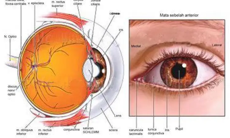 Struktur kornea dan iris mata manusia