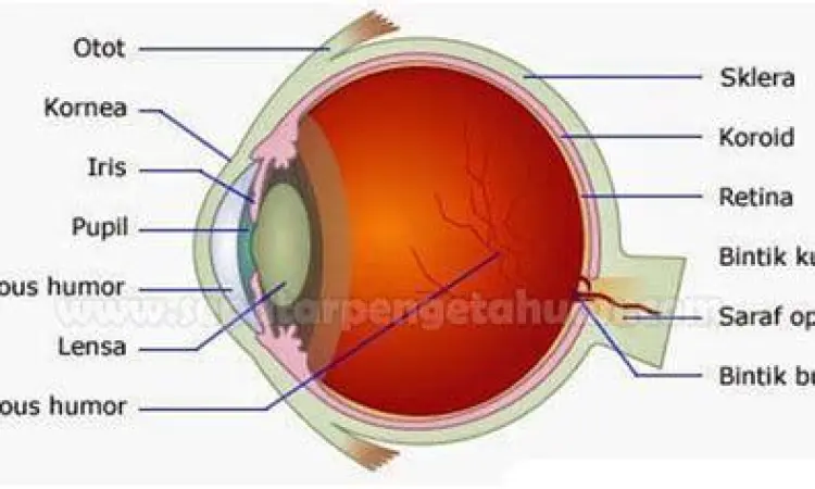 Lapisan retina dan distribusi sel fotoreseptor