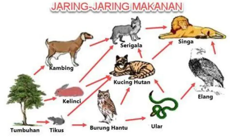 Jaring Jaring Makanan Hutan Diagram interaksi jaring jaring makanan di ekosistem darat