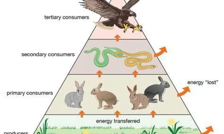 Tingkatan Trofik Ekosistem Tingkatan trofik dalam piramida energi ekosistem