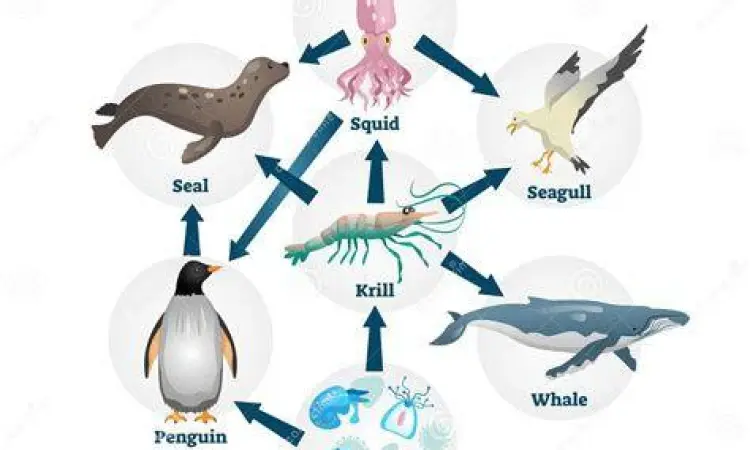 Jaring Jaring Makanan Laut Jaring jaring makanan di ekosistem perairan atau laut