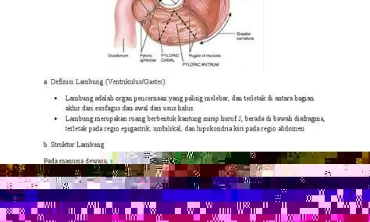 Mekanisme Katup Lambung Anatomi lambung dan katup LES pada penderita GERD