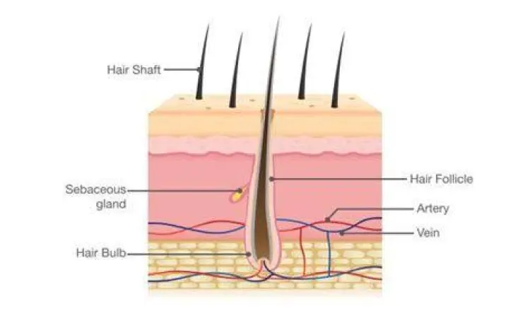Diagram anatomi folikel rambut manusia yang sehat