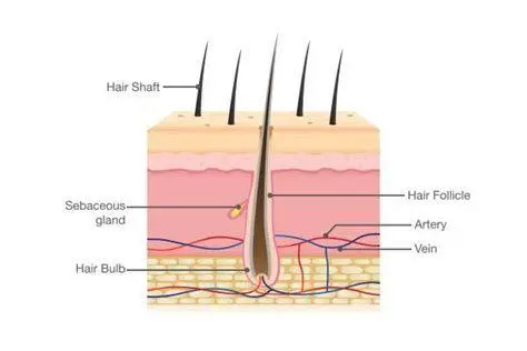 Anatomi Folikel Rambut Diagram anatomi folikel rambut manusia yang sehat