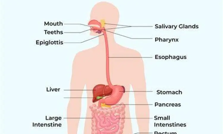 Sistem pencernaan manusia saat mengalami diare