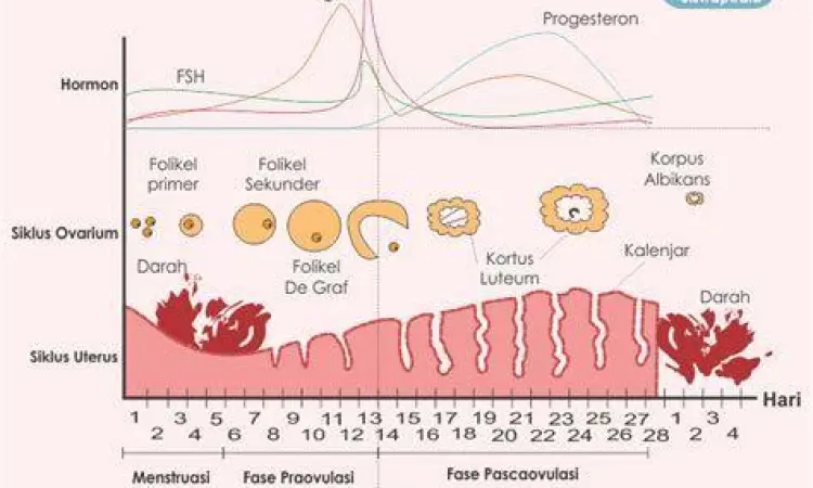 proses peluruhan dinding rahim saat menstruasi