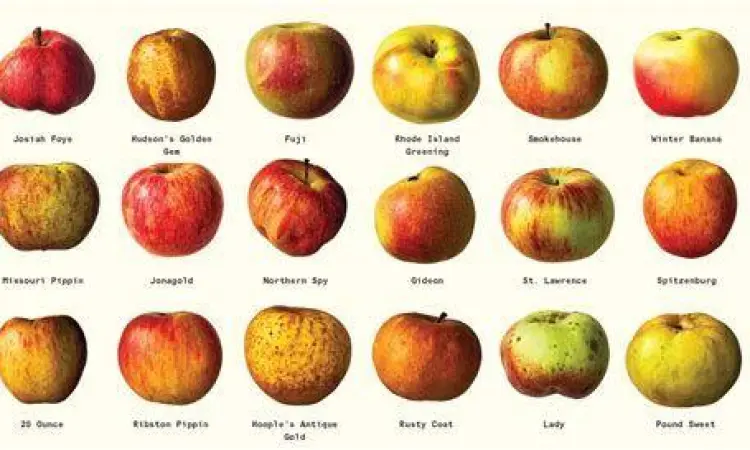 Berbagai jenis varietas buah apel