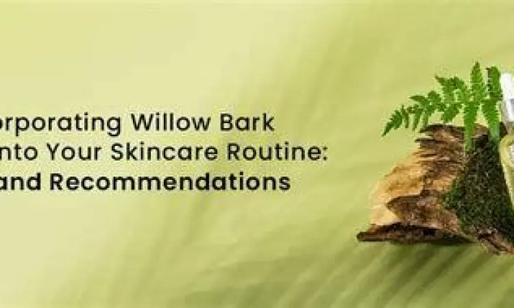 Ekstrak kulit kayu willow sebagai sumber alami asam salisilat