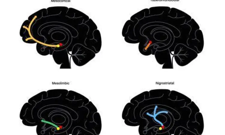 Sistem Dopamin Otak Mekanisme dopamin di otak saat menerima notifikasi