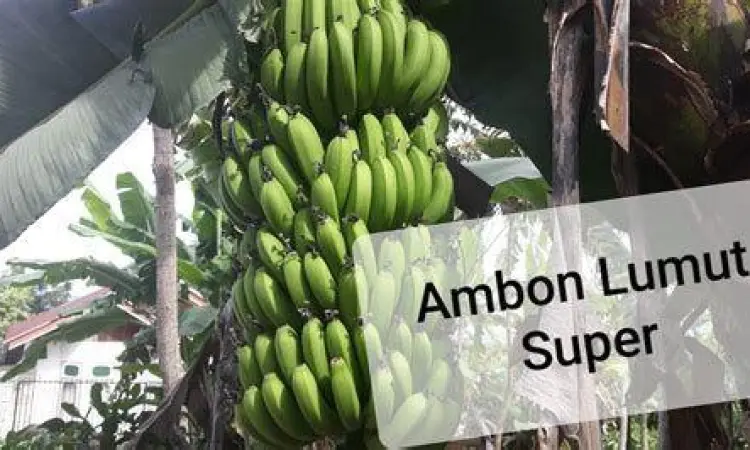 pohon pisang ambon lumut yang sedang berbuah lebat