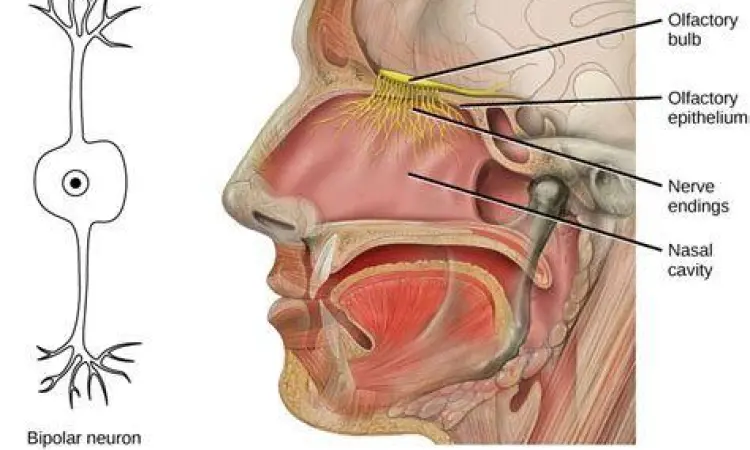 Sistem Penciuman dan Feromon Sistem penciuman manusia mendeteksi molekul kimiawi