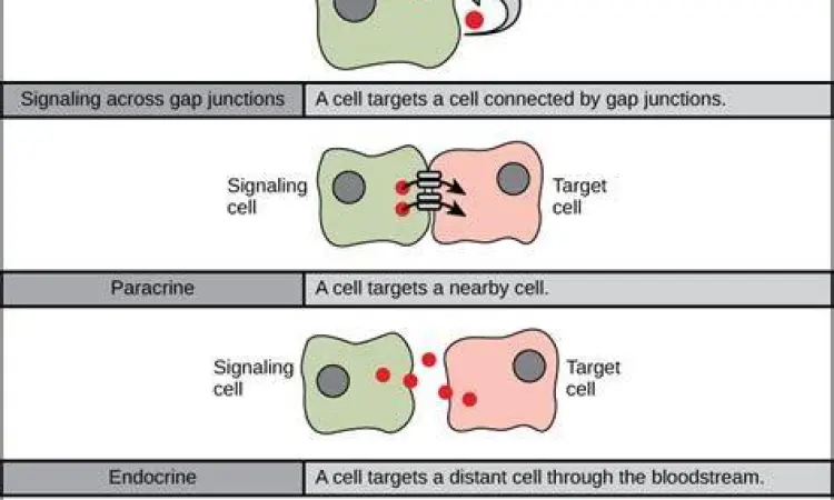Interaksi Sosial dan Kimiawi Interaksi sosial manusia yang dipengaruhi sinyal kimiawi