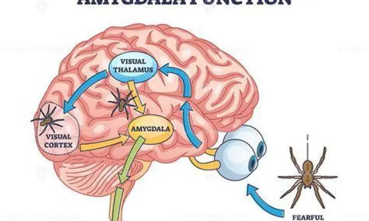 Fungsi amigdala dalam serangan panik