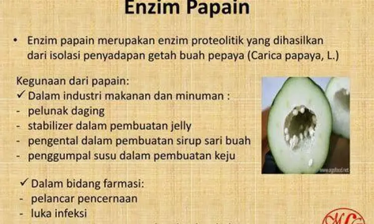 Ilustrasi struktur enzim papain dalam buah pepaya