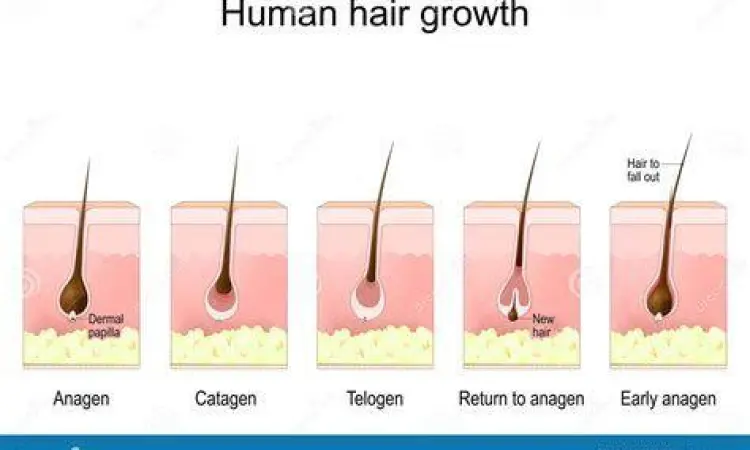 Siklus pertumbuhan rambut manusia