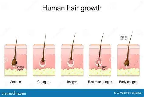 Siklus Pertumbuhan Rambut Siklus pertumbuhan rambut manusia
