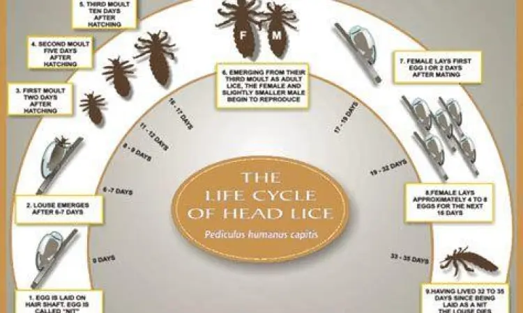 Ilustrasi siklus hidup kutu rambut dari telur hingga dewasa