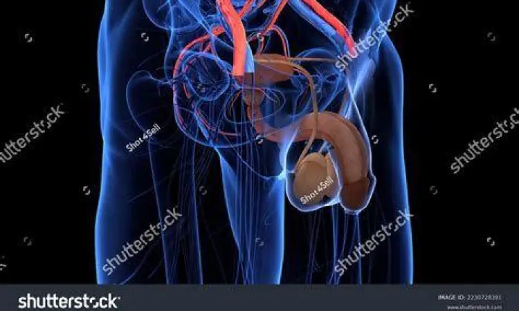 Anatomi Reproduksi Pria Sistem reproduksi laki-laki dan mekanisme ejakulasi