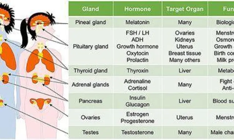 Hormon dan Pubertas Diagram hormon pertumbuhan pada remaja laki-laki