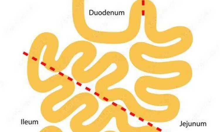 Diagram anatomi tiga bagian usus halus