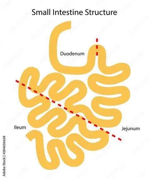 Bagian Usus Halus Diagram anatomi tiga bagian usus halus
