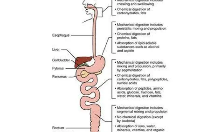 Pencernaan Kimiawi Proses kimiawi pemecahan molekul di usus halus