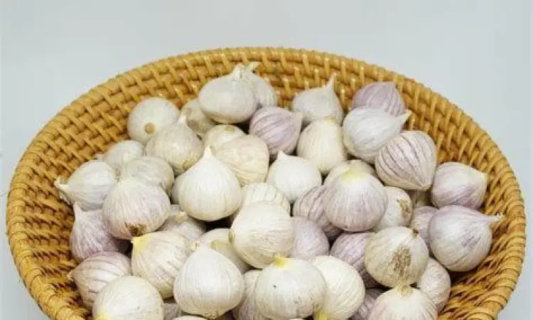 Kumpulan bawang putih tunggal berkualitas tinggi