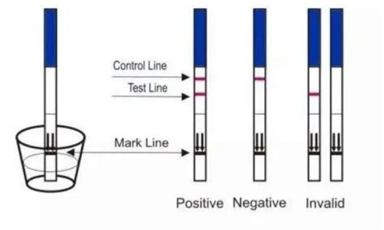 Ilustrasi cara kerja alat tes kehamilan strip