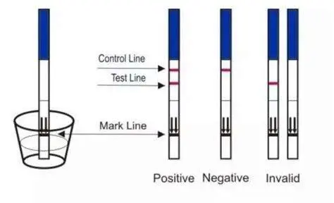 Mekanisme Kerja Test Pack Ilustrasi cara kerja alat tes kehamilan strip