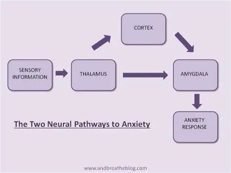 Mekanisme Biologis Overthinking Visualisasi jalur saraf otak yang mengalami stres