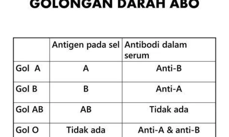 Sistem ABO dan Antigen Diagram sistem ABO dan antigen A
