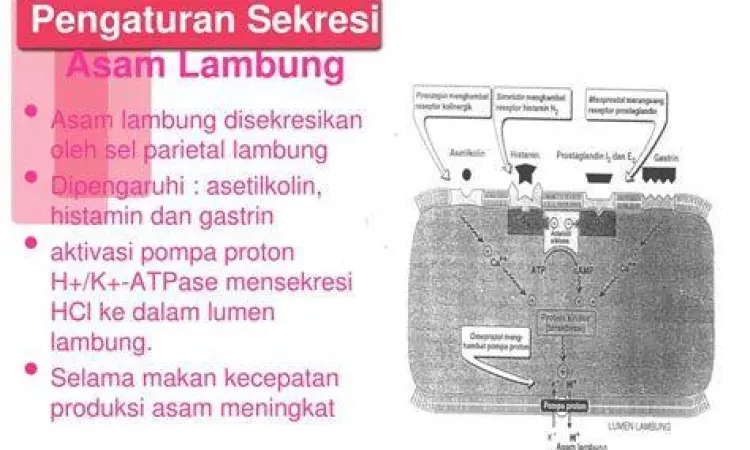 Ilustrasi mekanisme kerja obat antasida di lambung