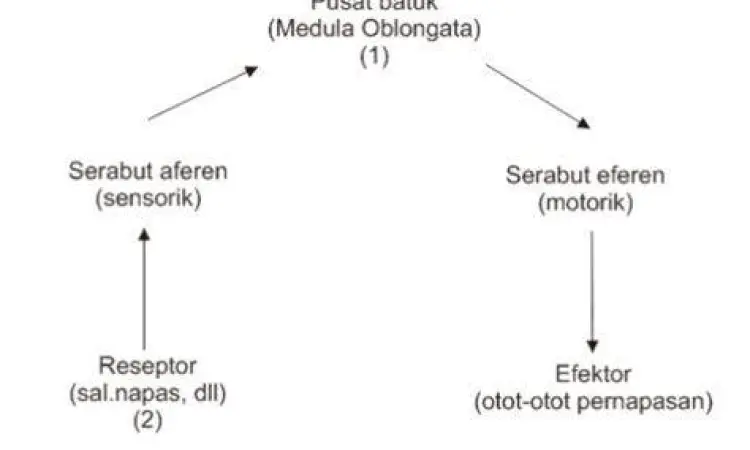Ilustrasi saluran pernapasan yang terhambat lendir