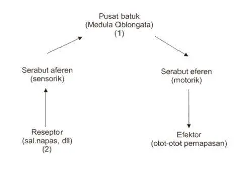 Mekanisme Kerja Ekspektoran Ilustrasi saluran pernapasan yang terhambat lendir