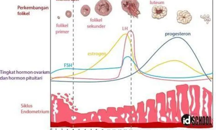 Proses biologis pembentukan gumpalan darah haid