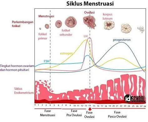 Mekanisme Menstruasi Proses biologis pembentukan gumpalan darah haid