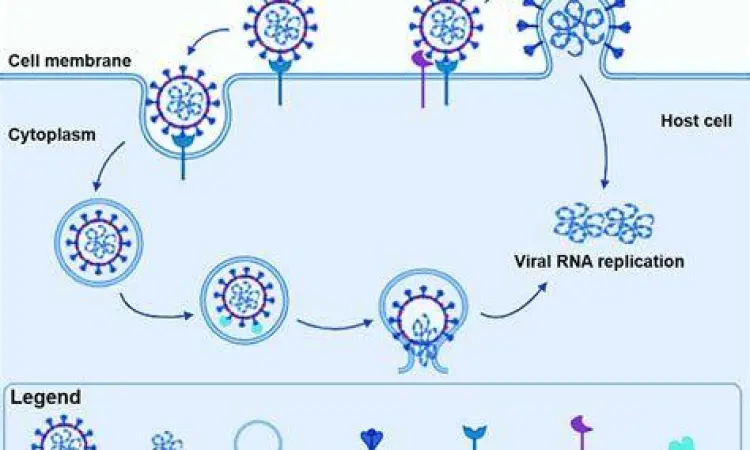 Visualisasi mutasi protein spike virus corona