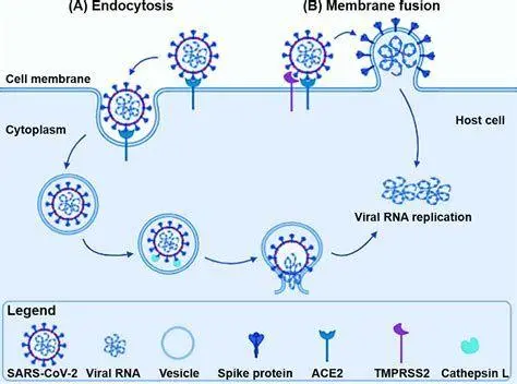 Mutasi Virus Corona Visualisasi mutasi protein spike virus corona