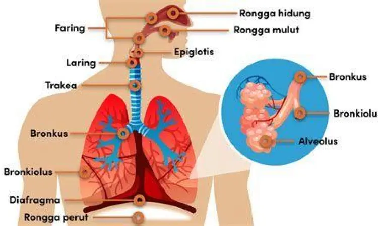 Diagram rinci organ pernapasan manusia dari hidung ke paru-paru