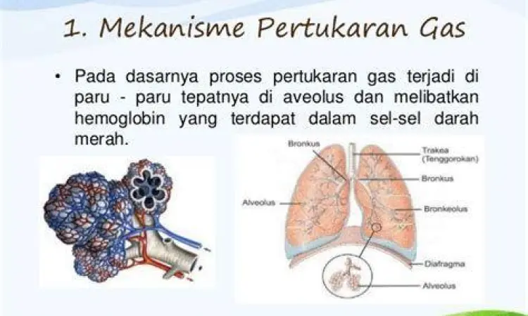 Pertukaran Gas Mikroskopis Proses difusi oksigen dan karbon dioksida di alveolus