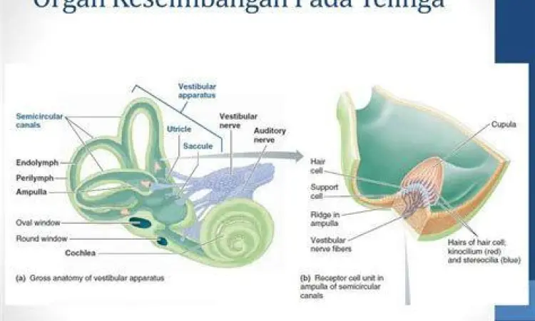 Anatomi telinga dalam yang mengatur keseimbangan tubuh