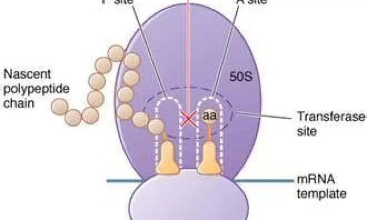 Mekanisme kerja antibiotik clindamycin pada bakteri