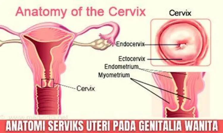 Anatomi Leher Rahim Anatomi serviks dan lokasi pengambilan sampel pap smear