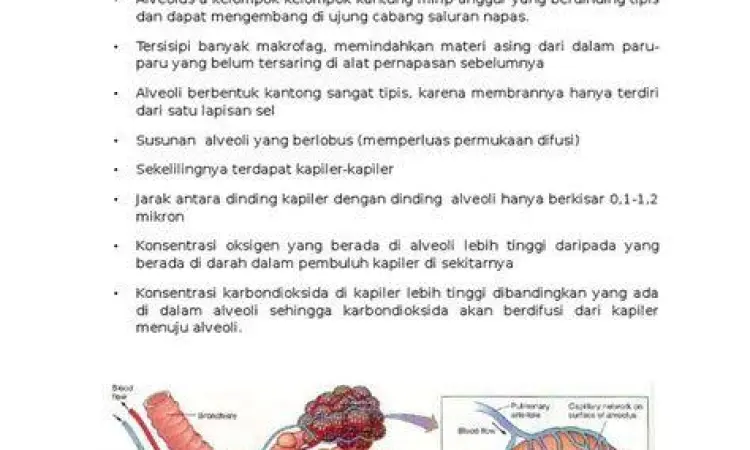 Gambar mikroskopis alveolus dan kapiler darah