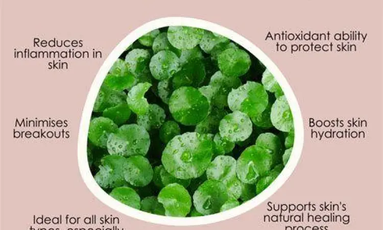 Tanaman Centella Asiatica Asli Ekstrak tanaman Centella Asiatica yang digunakan dalam skin care