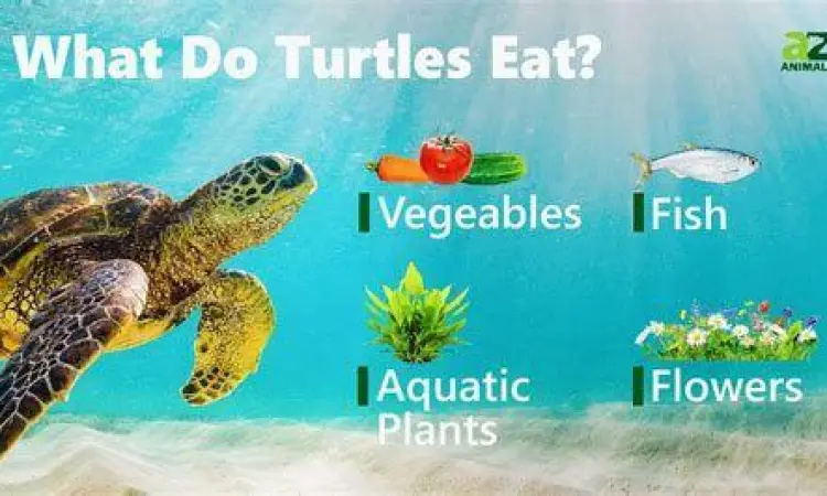 Kura kura air sedang memakan sayuran hijau