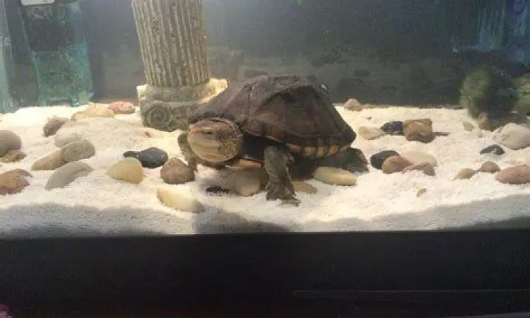 Pelet Kura Kura Berkualitas Proses pemberian pelet kura kura