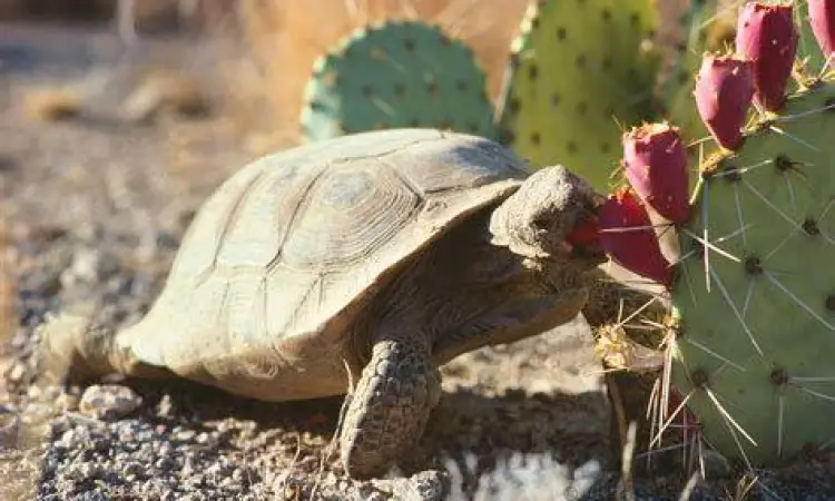 Kura kura darat memakan kaktus