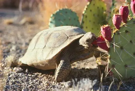 Makanan Kura Kura Darat Kura kura darat memakan kaktus