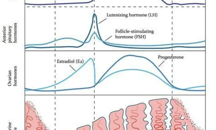 Anatomi Rahim Saat Haid Anatomi rahim dan proses luruhnya endometrium